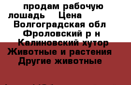 продам рабочую лошадь  › Цена ­ 75 000 - Волгоградская обл., Фроловский р-н, Калиновский хутор Животные и растения » Другие животные   